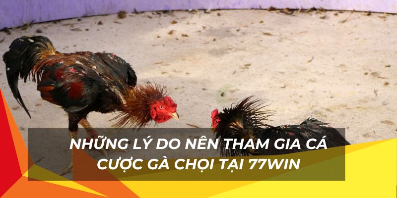 Nhiều ưu điểm khi tham gia cược gà chọi 77Win