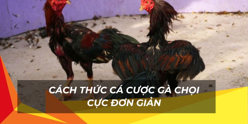 Cách thức để cược gà chọi chi tiết