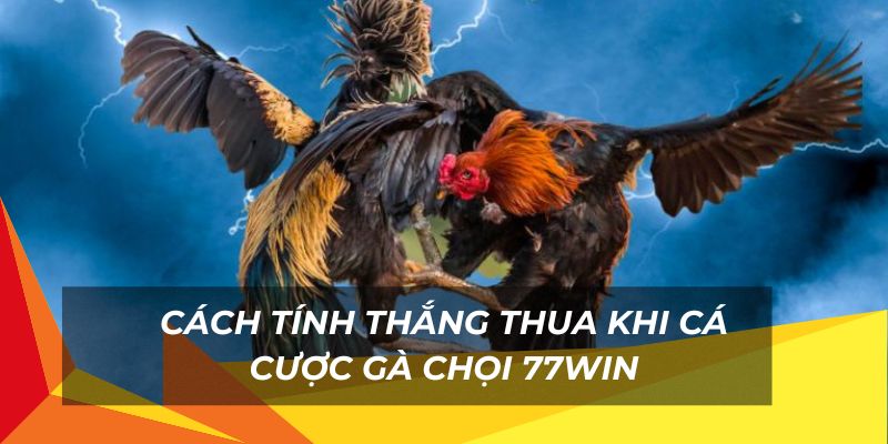 Cách tính thắng thua khi cược gà chọi