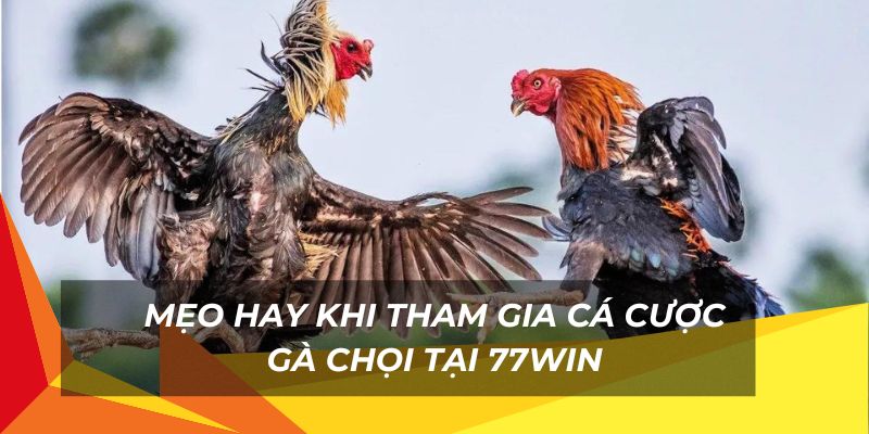 Mẹo hay khi cược gà chọi từ các cao thủ