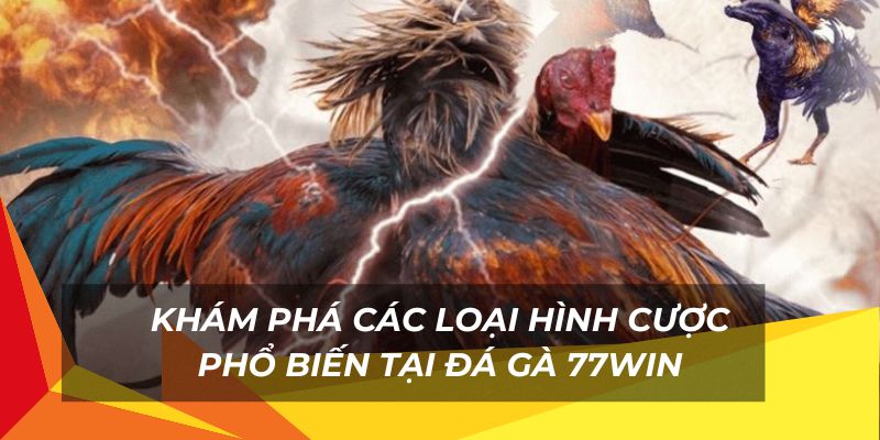 Nhiều loại hình cược đá gà 77Win