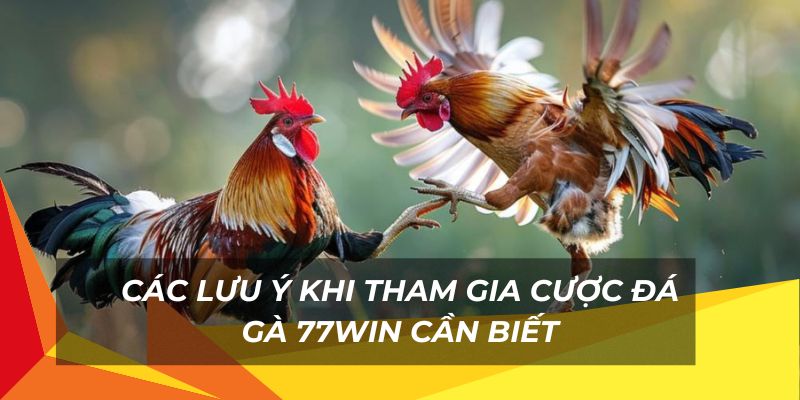 Các lưu ý khi đặt cược đá gà 77Win