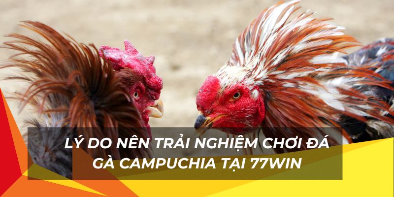 Trải nghiệm chơi đá gà campuchia hấp dẫn