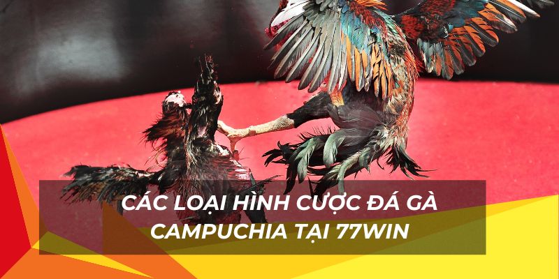 Nhiều loại hình cược đá gà campuchia thú vị