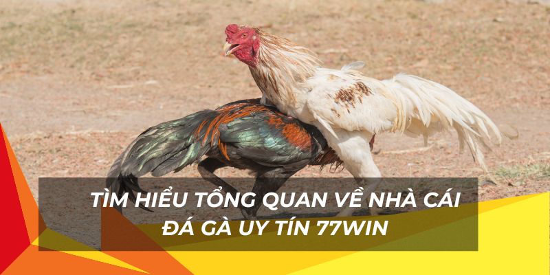 Tổng quan về nhà cái đá gà uy tín