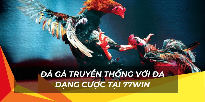 Sự thú vị tại sân chơi đá gà truyền thống