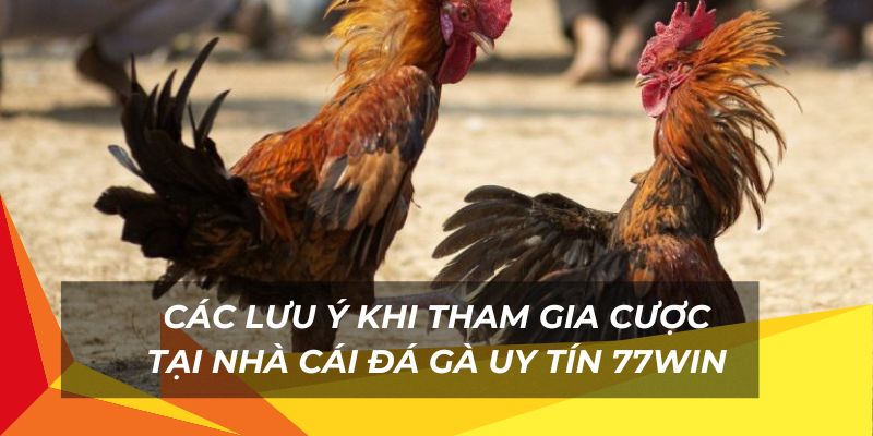 Các lưu ý khi tham gia chơi tại nhà cái đá gà