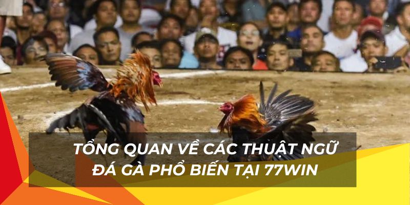 Các thuật ngữ đá gà phổ biến tại 77Win