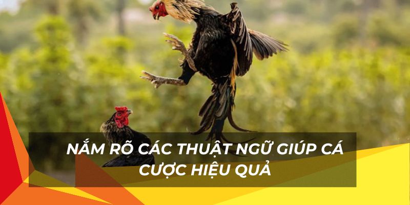 Nắm rõ thuật ngữ giúp cược gà hiệu quả